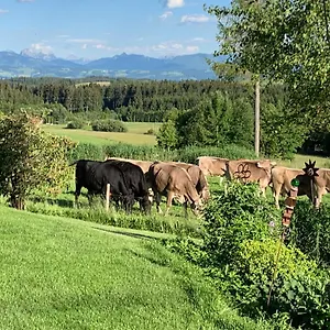 kuh-heimat-bergblick-terrasse.com-bavaria.com/